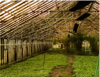 Green farm project growing under a bamboo greenhouse